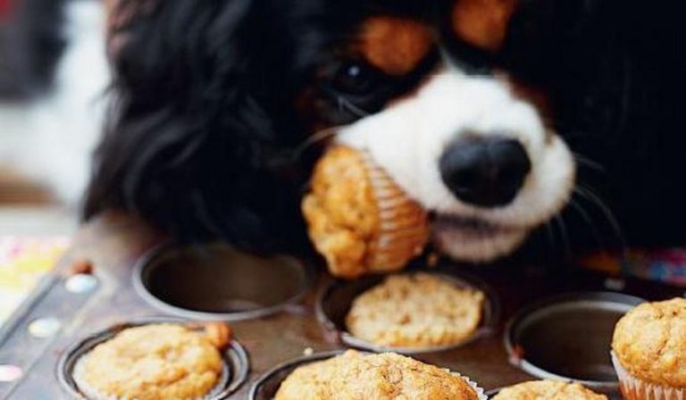 Peanut Butter and Banana Dog Cupcakes from Primrose Bakery Christmas
