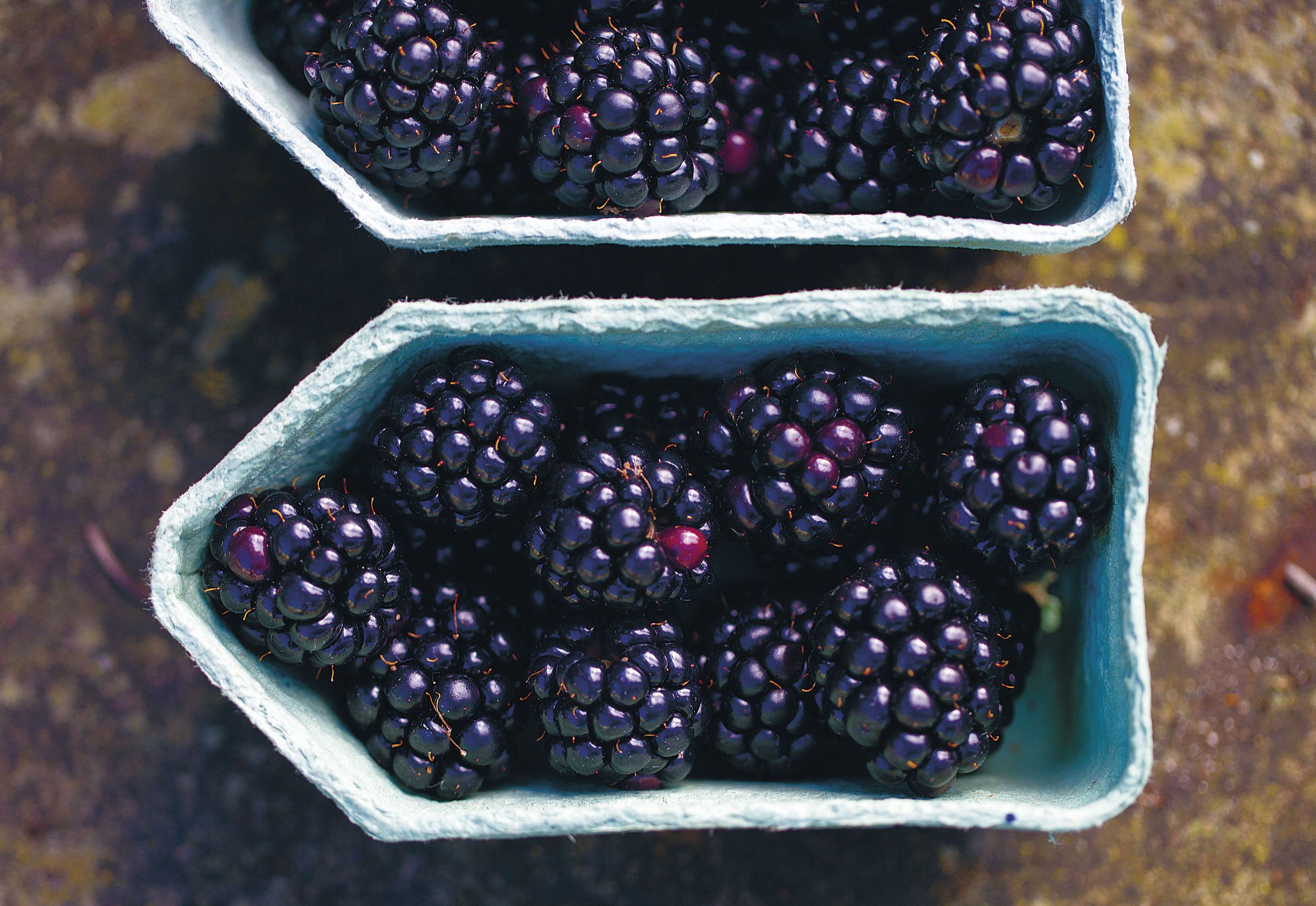 Blackberry and Gin Jam Recipe | Autumn Preserve Recipe