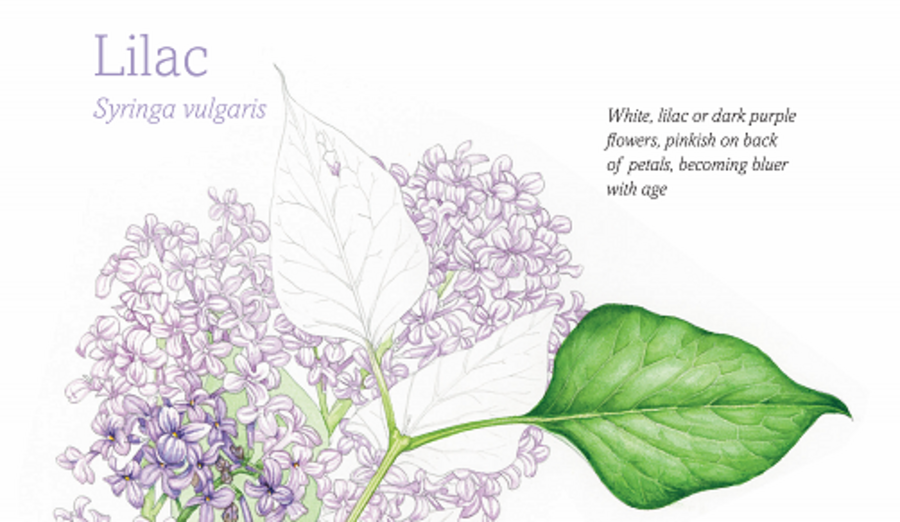 Lilac Meringue Pavlova